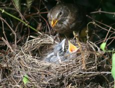 Amsel-3-Tag-5.jpg